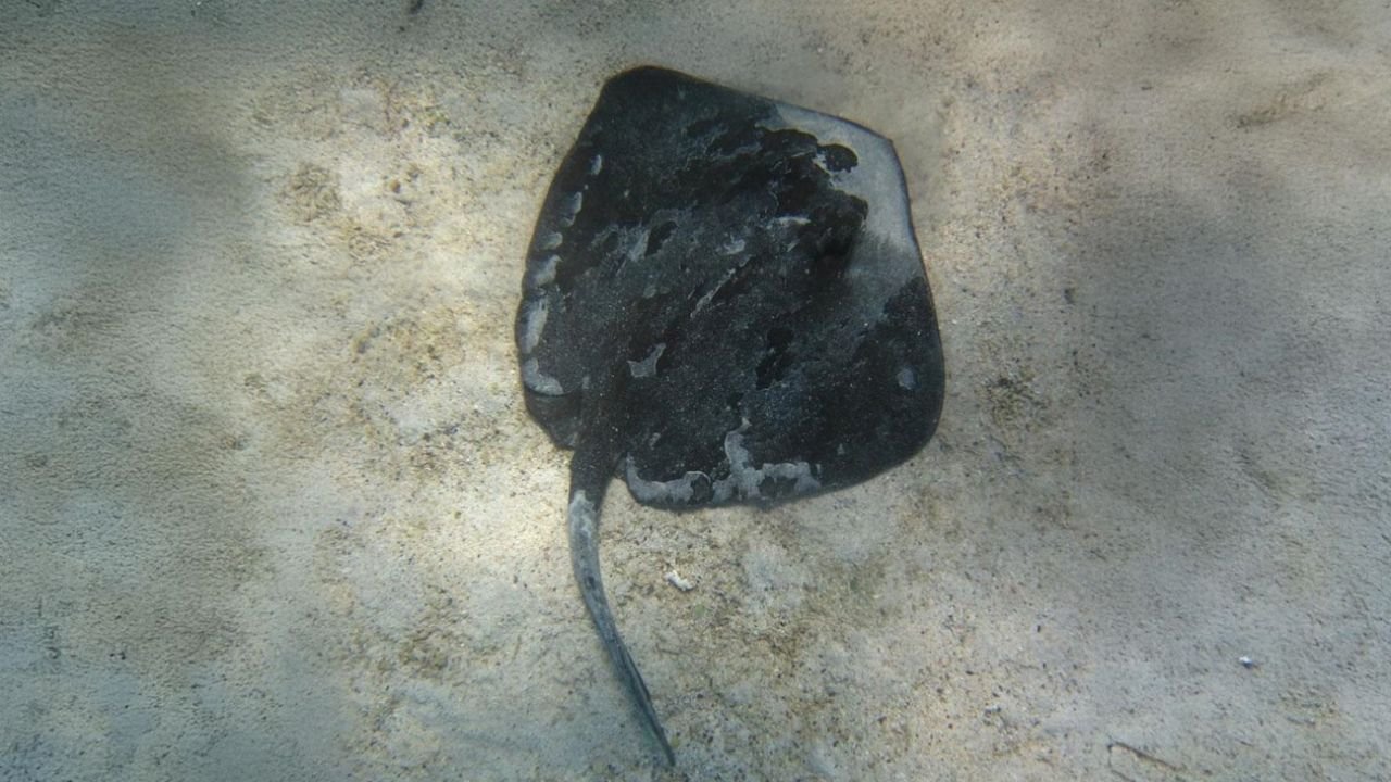 Los pescadores fueron clave para confirmar la presencia de un pez en aguas chilenas