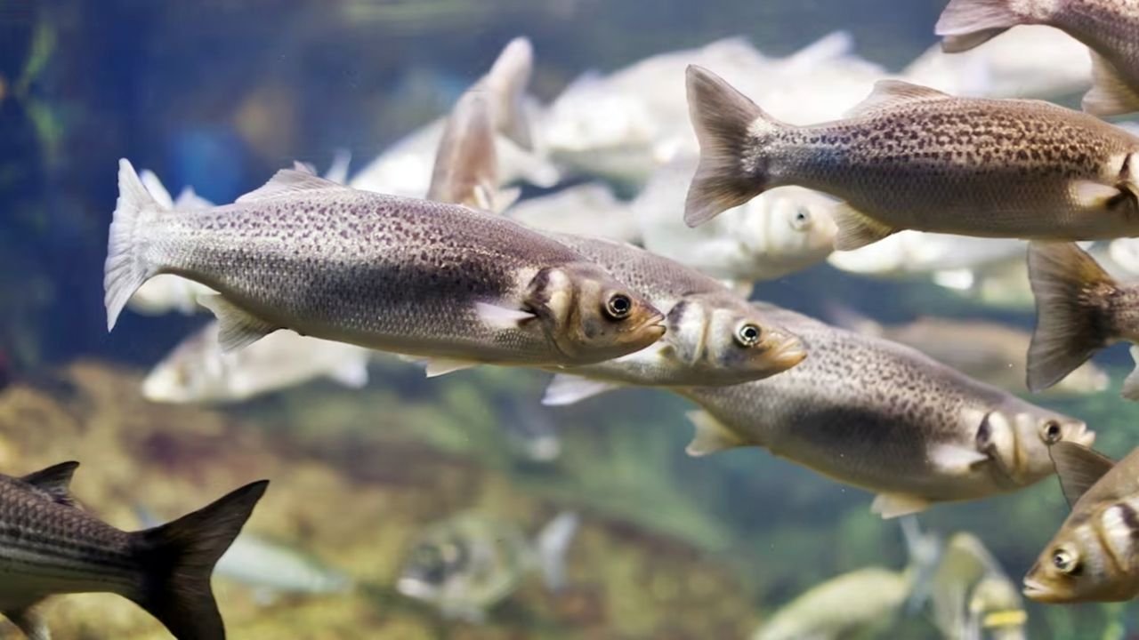 Para eliminar un pez invasor secan un embalse