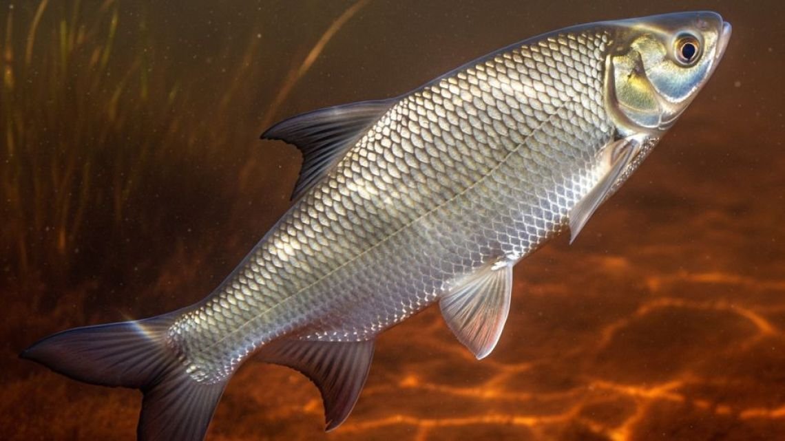 Pescadores e investigadores buscan hacer foco en el cuidado del sábalo 