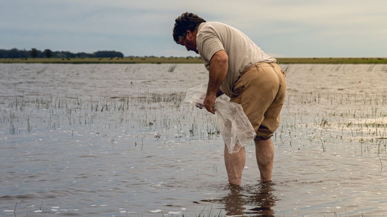Tras 5 años, San Cayetano retomó con la siembra de pejerreyes en las lagunas