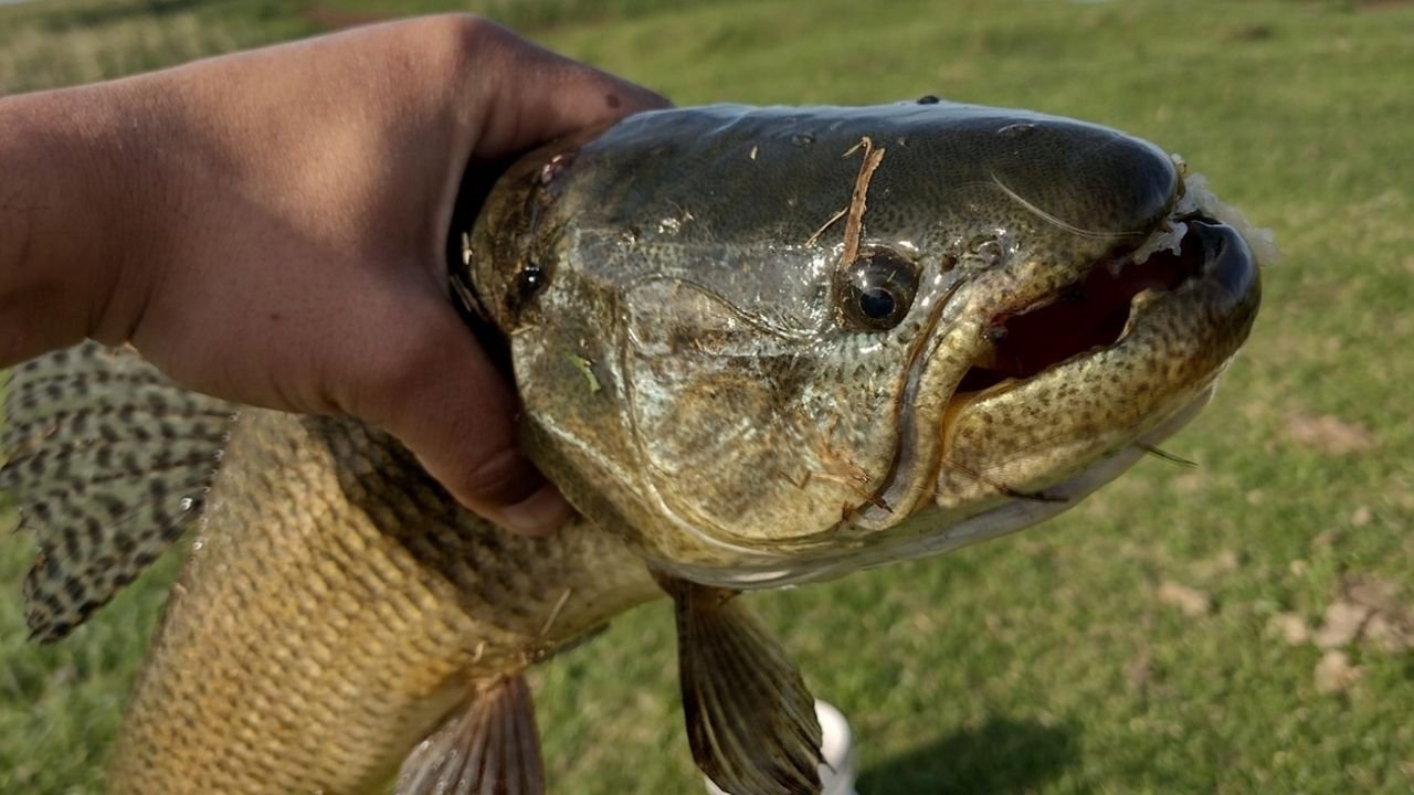 Inicia la veda en la pesca de tarariras en ámbitos bonaerenses