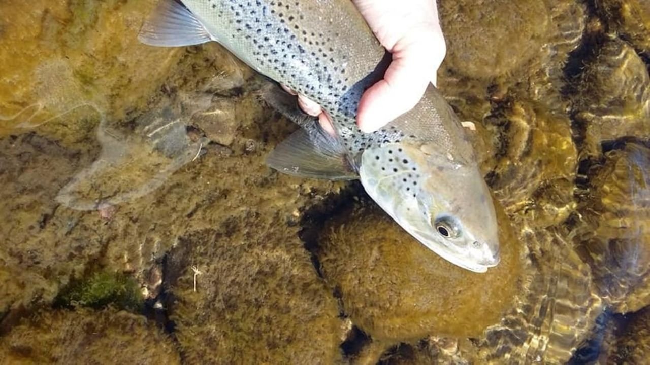 Truchas: así se pesca en la temporada 2025/2026